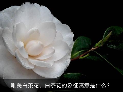 唯美白茶花，白茶花的象征寓意是什么？