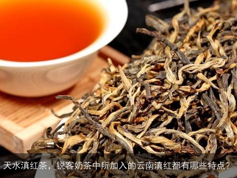 天水滇红茶，锐客奶茶中所加入的云南滇红都有哪些特点？