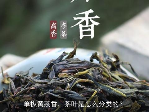 单枞黄茶香，茶叶是怎么分类的？